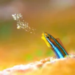 What Are the 28 Winning Photography Entries from the 2025 DPG Masters Underwater Imaging Competition?