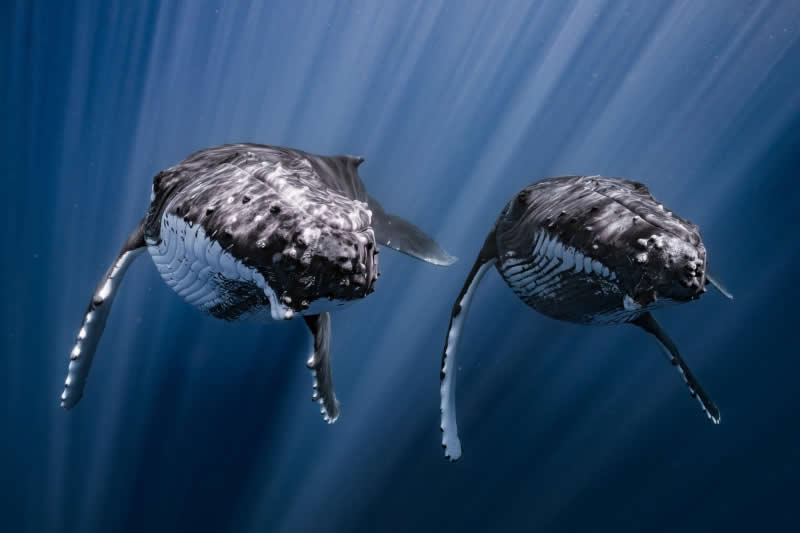 DPG Grand Master Winner - Synchronized Humpback Whales by Yuka Takahashi, Japan, Location: Mo’orea, French Polynesia - 2025 DPG Masters Underwater Imaging Competition Winners