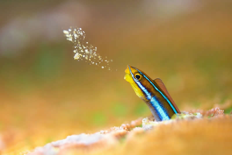 Macro - Gold: House Cleaning by Sunbong Jung, South Korea, Location: Anilao, Batangas, Philippines - 2025 DPG Masters Underwater Imaging Competition Winners