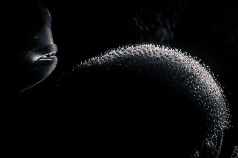 Macro - Bronze: Nurse by Rómeó Bodolai, Hungary, Location: Anilao, Batangas, Philippines - 2025 DPG Masters Underwater Imaging Competition Winners