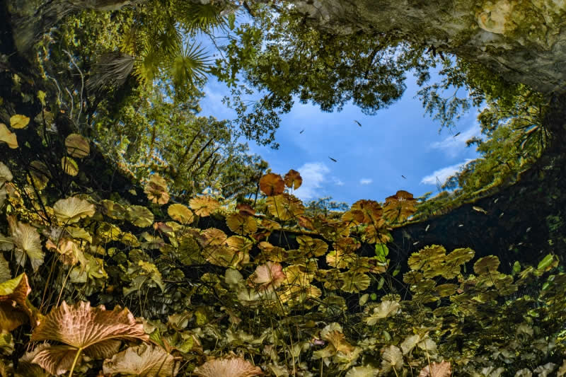 Wide Angle - Bronze: Balance of Nature by Suliman Alatiqi, Kuwait, Location: Tulum, Quintana Roo, Mexico - 2025 DPG Masters Underwater Imaging Competition Winners