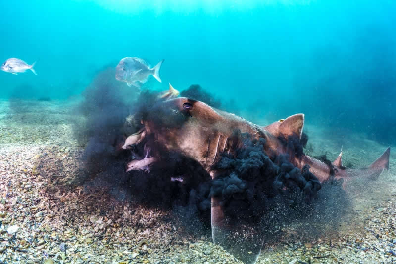 Wide Angle - Honorable Mention: Smokescreen by Peter McGee, Australia, Location: Cabbage Tree Bay, Sydney, Australia - 2025 DPG Masters Underwater Imaging Competition Winners