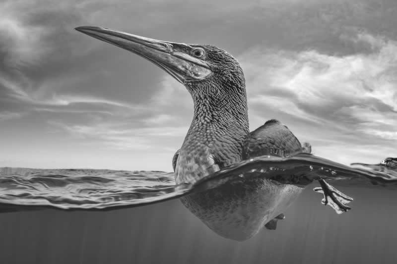 Over-Under - Silver: Marine-Adapted from Head to Toe by Suliman Alatiqi, Kuwait, Location: Midriff Islands, Mexico - 2025 DPG Masters Underwater Imaging Competition Winners