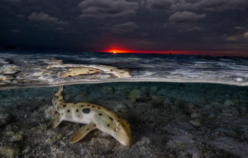 Over-Under - Bronze: Sunset Stroll by Anita Verde, Australia, Location: Heron Island, Queensland, Australia - 2025 DPG Masters Underwater Imaging Competition Winners