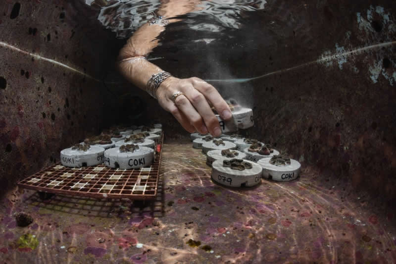 Conservation - Bronze: Helping Hand by Dan Mele, U.S. Virgin Islands, Location: St. Thomas, U.S. Virgin Islands - 2025 DPG Masters Underwater Imaging Competition Winners