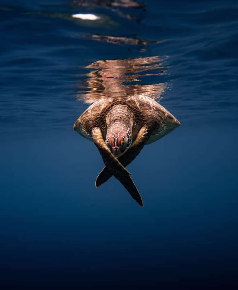Compact - Silver: In Meditation by Johan Letang, French Polynesia, Location: Tahiti, French Polynesia - 2025 DPG Masters Underwater Imaging Competition Winners
