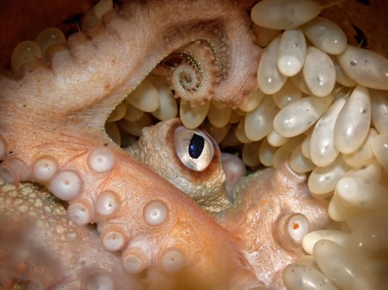 Compact - Bronze: The Guardian by Vadim Belakhov, Australia, Location: Port Phillip Bay, Victoria, Australia - 2025 DPG Masters Underwater Imaging Competition Winners