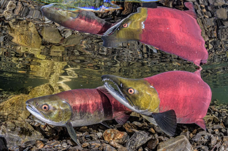 Cold Water - Bronze: Courting Sockeye Salmon by Thomas Kline, United States, Location: Eyak Lake, Alaska - 2025 DPG Masters Underwater Imaging Competition Winners