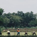 Farm to Closet – amikor a divat történettel érkezik a szekrényedbe : Fashion Revolution