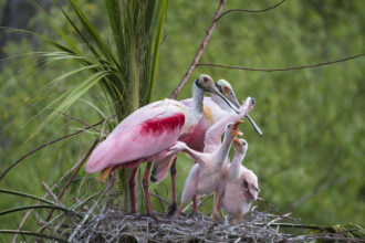 Florida Birds : Michael Frye Photography