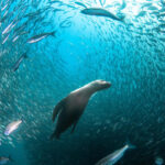 From 200 Countries: See the Stunning 2026 Sony National & Regional Award Winners