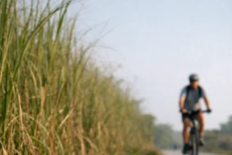 An alligator basking on the paved trail at Shark Valley, a top Everglades wildlife photography location.