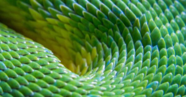 Is Snakeskin Ethical? A Look at Fashion’s Favourite Exotic Material - Good On You