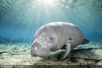 My Favorite Gear: Nauticam WWL-1/C