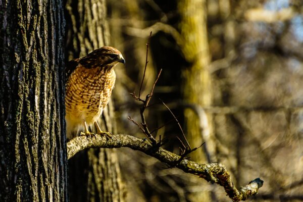 My Visitor Mr Red Tail Hawk Louis Dallara Fine Art Photography