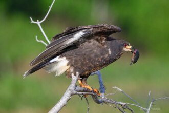 Need More Than a Leg Up