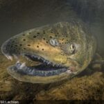 Photographing Ontario’s Salmon Run