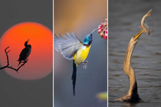 Raghu Iyer: The Self-Taught Wildlife Photographer Redefining Storytelling