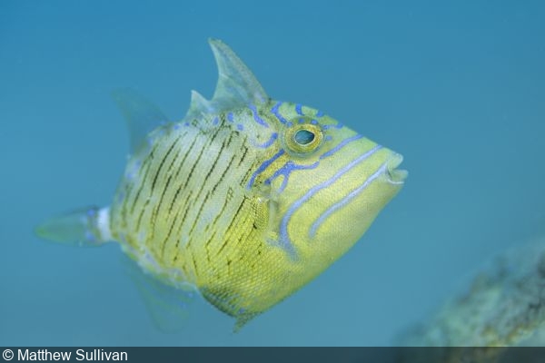 Shallow Depth of Field: Make Your Subject Stand Out