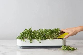 The Best Indoor Smart Gardens for 2026