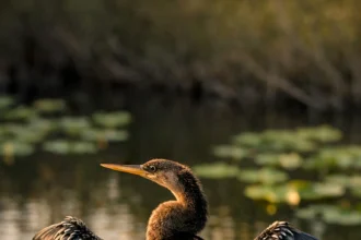 Anhinga bird drying its wings at sunrise on the Anhinga Trail, a top spot for wildlife photography in the Everglades.