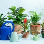 The best watering cans to keep your plants happy