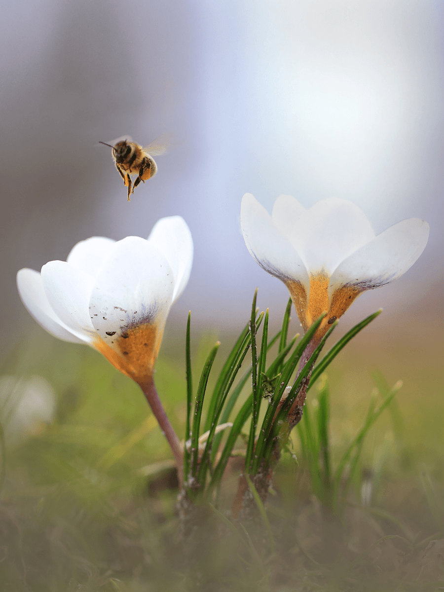 Bee hovering above white crocus flowers in bloom, symbolizing the first signs of spring and seasonal renewal.