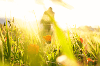Low-angle view of orange wildflowers glowing in golden sunlight, illustrating photographing spring flowers with soft backlight and shallow depth of field.