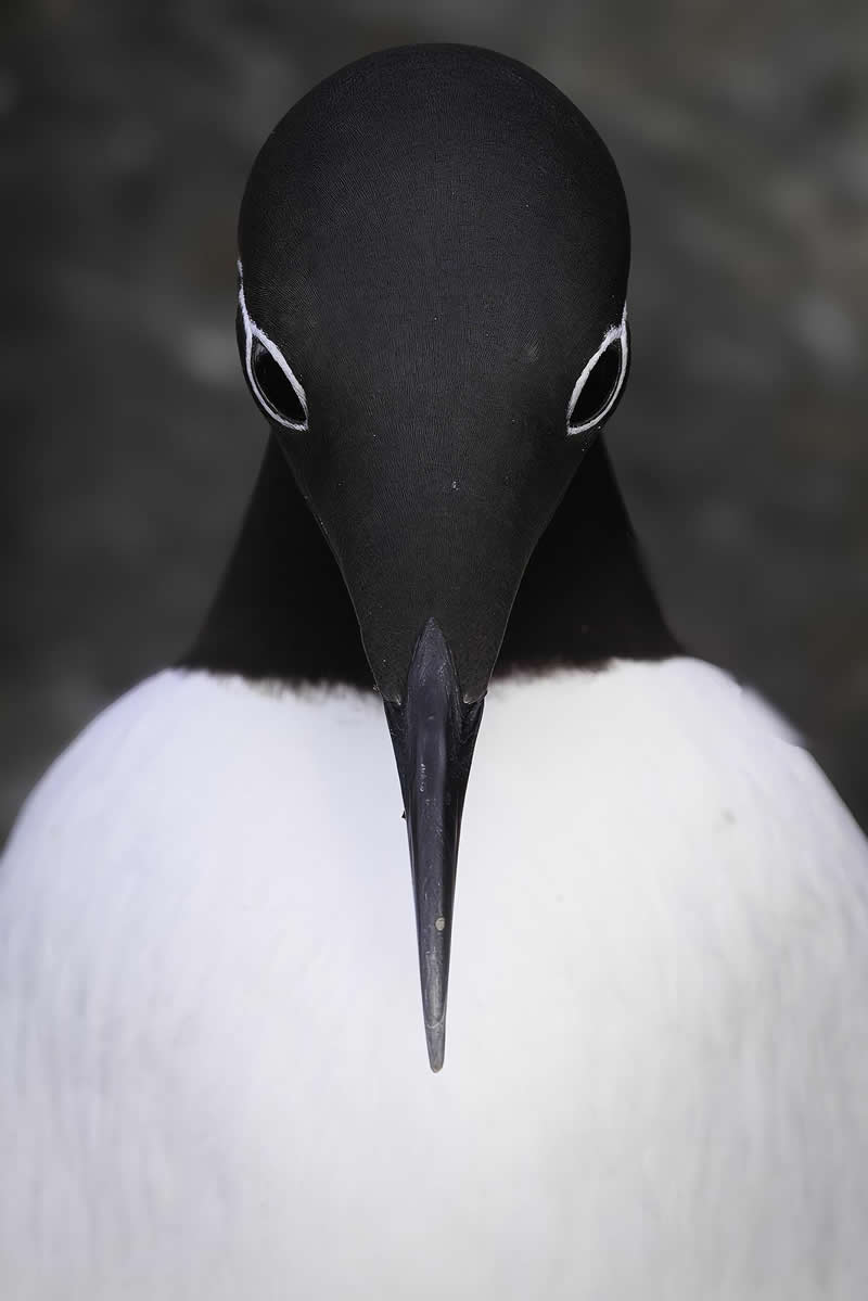 Latin America Regional Awards Shortlist: 