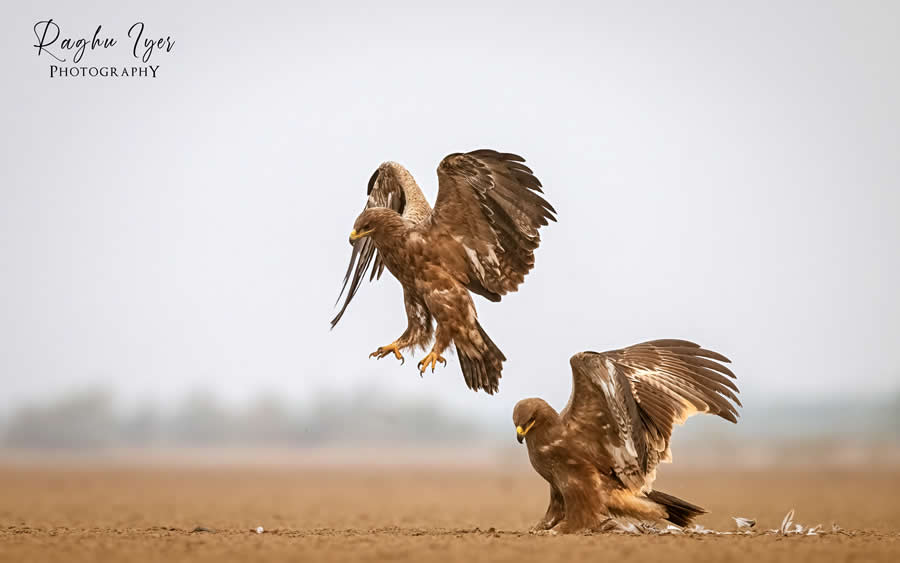 Two eagles fighting on open ground, intense wildlife photography by Raghu Iyer capturing bird aggression, wings spread, and predator behavior in natural habitat.