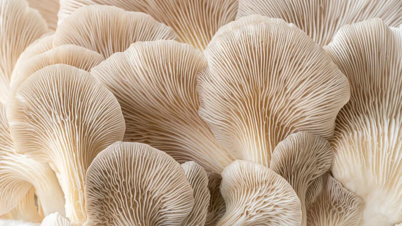 Close-up of multiple oyster mushroom caps, showing intricate, delicate gills and curved, fan-like shapes in soft beige and cream tones.