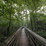 An image of a walkway going through a forest.