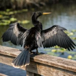 Anhinga bird drying its wings on the Anhinga Trail, a top spot for wildlife photography in the Everglades.