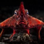 Photographing Batfish