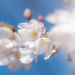 Everyday light photography capturing soft natural light on delicate white flowers against a clear blue sky