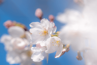 Everyday light photography capturing soft natural light on delicate white flowers against a clear blue sky